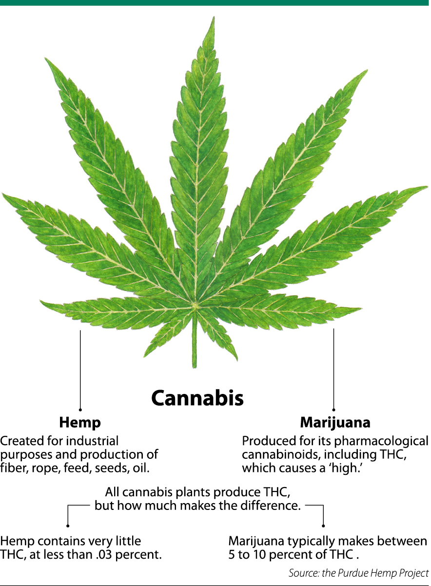 cannabis-graphic.jpg